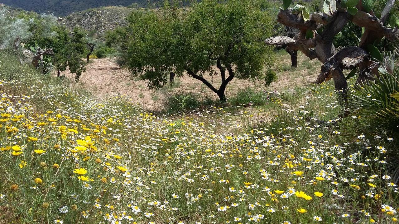 Bed & Breakfast Alegria Y Luna Bed & Breakfast Sorbas Exterior photo