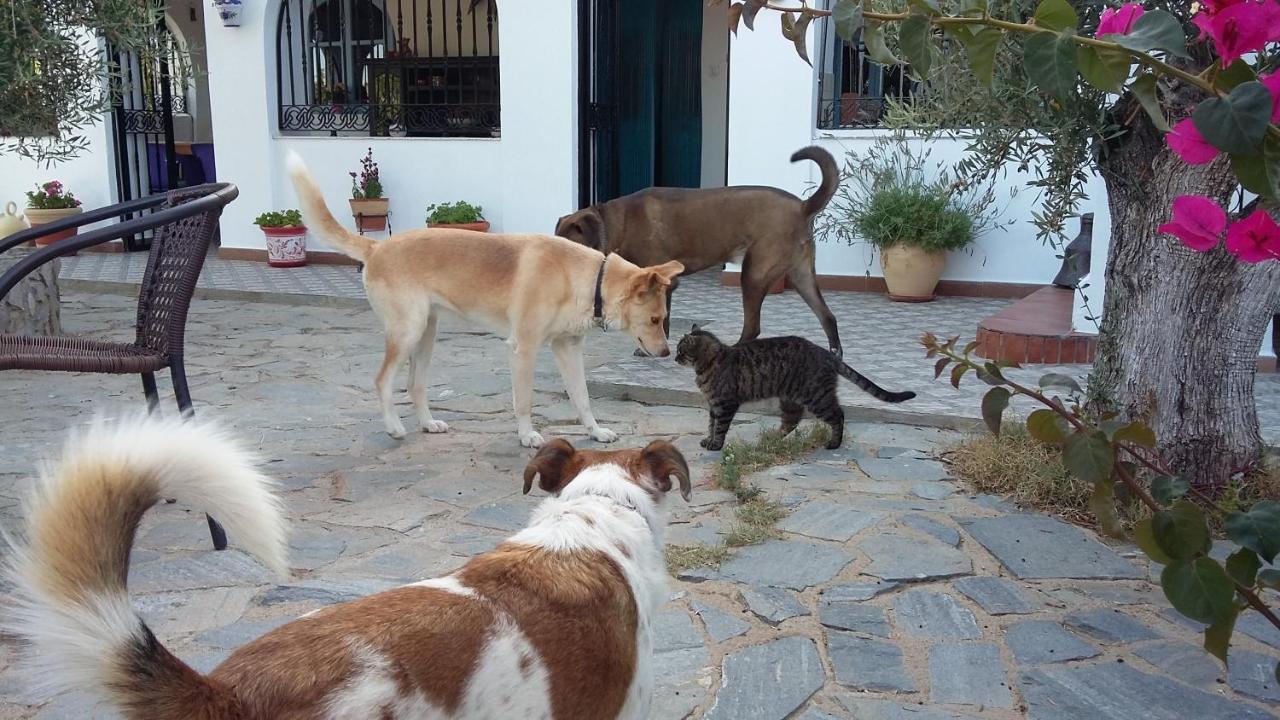 Bed & Breakfast Alegria Y Luna Bed & Breakfast Sorbas Exterior photo
